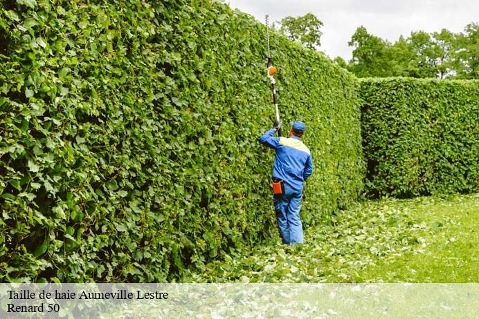 Taille de haie  aumeville-lestre-50630 Renard 50