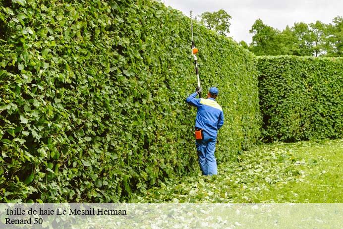 Taille de haie  le-mesnil-herman-50750 Renard 50