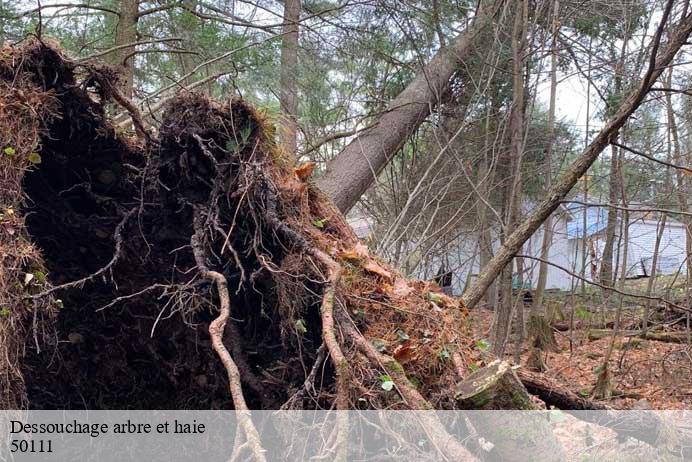 Dessouchage arbre et haie  saint-aubin-de-terregatte-50111 Renard 50
