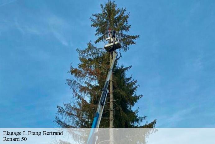 Elagage  l-etang-bertrand-50260 Renard 50