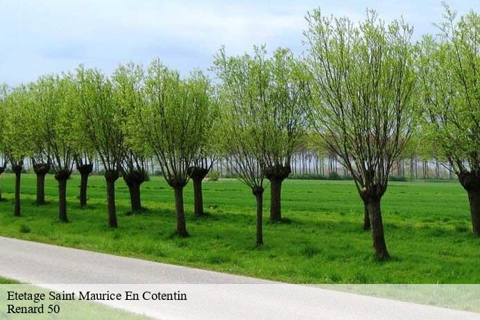 Etetage  saint-maurice-en-cotentin-50270 Renard 50